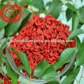 Goji berry em frutas secas 280/380 pcs / 50gam gojiberry creme de matéria-prima